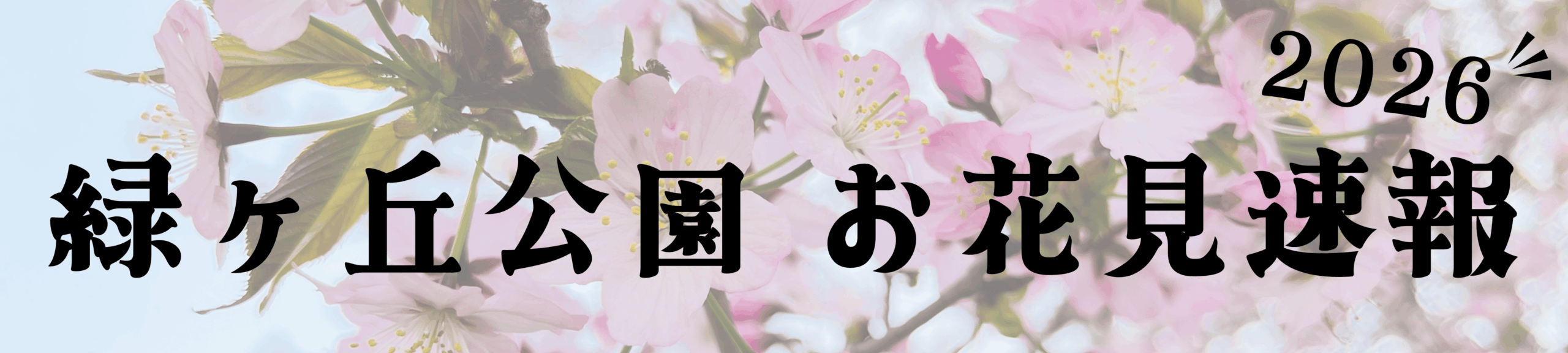 緑ヶ丘公園お花見速報