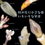 いろいろな冬芽