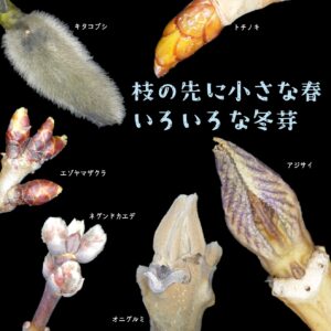いろいろな冬芽